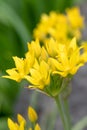 Yellow garlic Allium moly jeannine, flower close-up Royalty Free Stock Photo